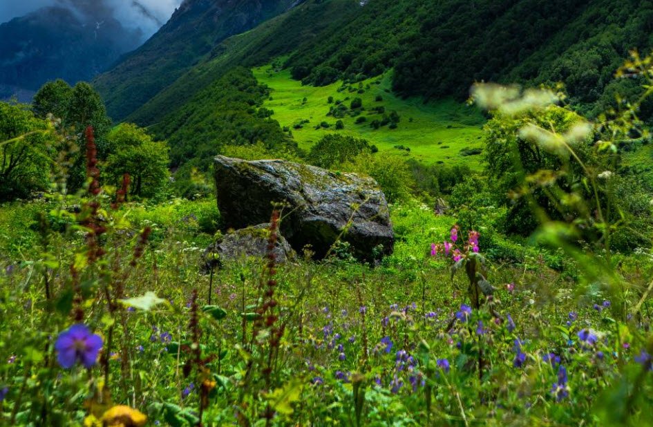 Valley of Flowers, Uttarakhand, India